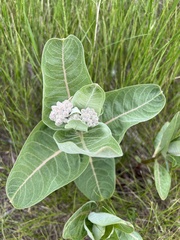 Asclepias speciosa
