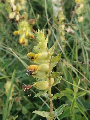 Deep-yellow hay rattle (Rhinanthus rumelicus)