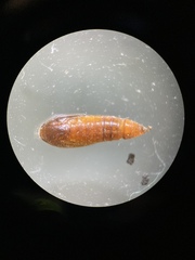 Anacampsis lupinella