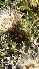 Cirsium quercetorum