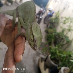 Chamaeleo gracilis