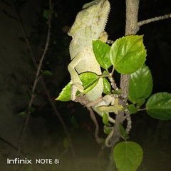 Chamaeleo gracilis
