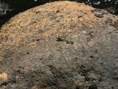 Dromogomphus spinosus