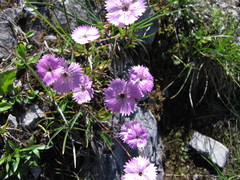 Dianthus nitidus