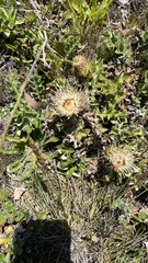 Cirsium quercetorum
