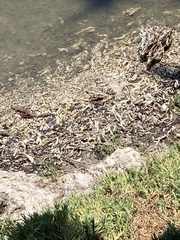 Ficopomatus enigmaticus