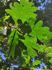 Quercus pyrenaica