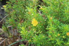 Hibbertia salicifolia