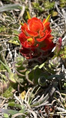 Castilleja mendocinensis