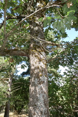 Quercus pyrenaica
