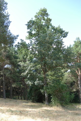 Quercus pyrenaica