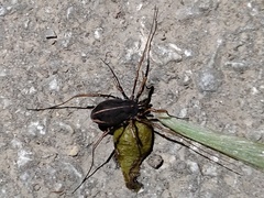 Zachaeus crista