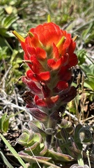 Castilleja mendocinensis