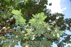 Quercus pyrenaica