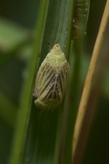 Graphocraerus ventralis