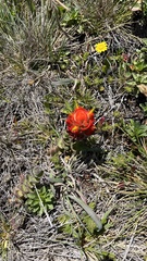 Castilleja mendocinensis