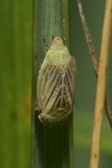 Graphocraerus ventralis