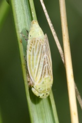 Graphocraerus ventralis