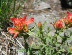 Castilleja pruinosa