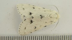Acronicta vulpina