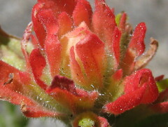 Castilleja pruinosa