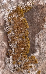 Xanthomendoza trachyphylla