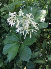 Rodgersia