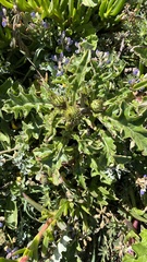 Cirsium quercetorum