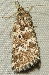 Alvaradoia disjecta