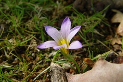 Romulea bulbocodium