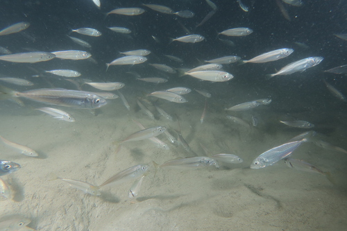 Atlantic horse mackerel (Trachurus trachurus) — Carangidae — 2