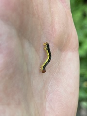 Erannis tiliaria