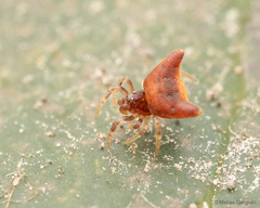 Phoroncidia nicoleti