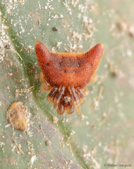 Phoroncidia nicoleti