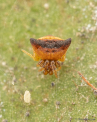 Phoroncidia nicoleti