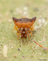 Phoroncidia nicoleti