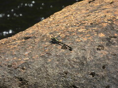 Dromogomphus spinosus