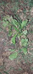 Plantago major