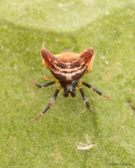 Phoroncidia nicoleti