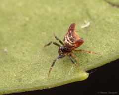 Phoroncidia nicoleti