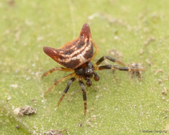 Phoroncidia nicoleti