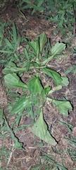 Plantago major
