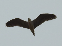 Nycticorax nycticorax