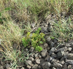 Ribes uva-crispa sativum