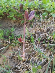 Rhoicissus tridentata tridentata