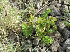 Ribes uva-crispa sativum