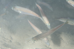 Trachurus trachurus