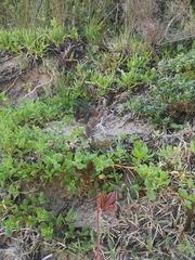 Rhoicissus tridentata tridentata