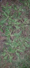 Plantago major