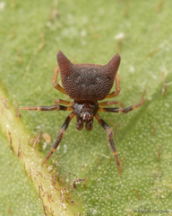 Phoroncidia nicoleti